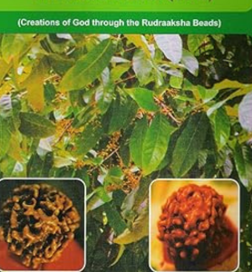 Rudraaksha - The Mystic Seed-Rudraksha