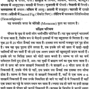 Vriksha Raj Pipal (NDP) 3 Vriksha Raj Pipal 3