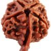 Ganesh Rudraksha