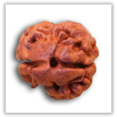 Rudraksha and Its Real Truth by Alok Jagawat 10 Gender of Horoscope 10