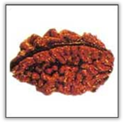 Rudraksha and Its Real Truth by Alok Jagawat 11 Gender of Horoscope 11