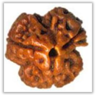 Rudraksha and Its Real Truth by Alok Jagawat 12 Gender of Horoscope 12