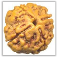 Rudraksha and Its Real Truth by Alok Jagawat 13 Gender of Horoscope 13