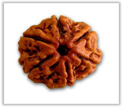 Rudraksha and Its Real Truth by Alok Jagawat 15 Gender of Horoscope 15