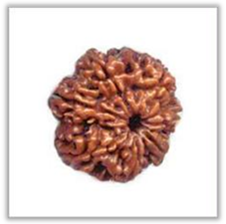Rudraksha and Its Real Truth by Alok Jagawat 16 Gender of Horoscope 16