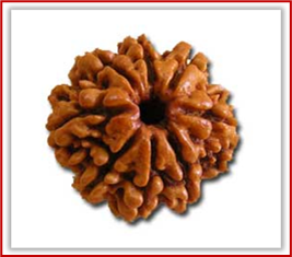 Rudraksha and Its Real Truth by Alok Jagawat 17 Gender of Horoscope 17