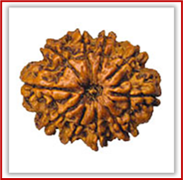 Rudraksha and Its Real Truth by Alok Jagawat 19 Gender of Horoscope 19