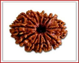 Rudraksha and Its Real Truth by Alok Jagawat 21 Gender of Horoscope 21