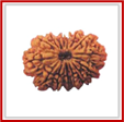 Rudraksha and Its Real Truth by Alok Jagawat 23 Gender of Horoscope 23