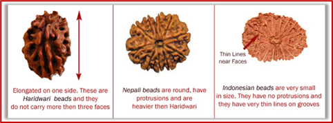 Rudraksha and Its Real Truth by Alok Jagawat 24 Gender of Horoscope 24