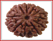 Rudraksha and Its Real Truth by Alok Jagawat 25 Gender of Horoscope 25