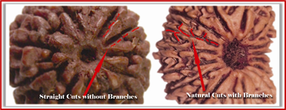 Rudraksha and Its Real Truth by Alok Jagawat 26 Gender of Horoscope 26