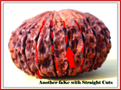 Rudraksha and Its Real Truth by Alok Jagawat 27 Gender of Horoscope 27