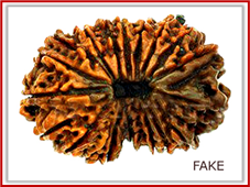 Rudraksha and Its Real Truth by Alok Jagawat 28 Gender of Horoscope 28