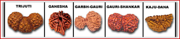 Rudraksha and Its Real Truth by Alok Jagawat 6 Gender of Horoscope 6