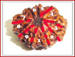 Rudraksha and Its Real Truth by Alok Jagawat 7 Gender of Horoscope 7