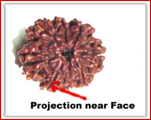 Rudraksha and Its Real Truth by Alok Jagawat 8 Gender of Horoscope 8