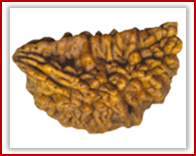 Rudraksha and Its Real Truth by Alok Jagawat 9 Gender of Horoscope 9