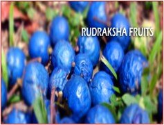 Rudraksha and Its Real Truth by Alok Jagawat 1 Rudraksha and Its Real Truth 1