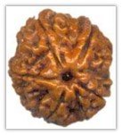 Rudraksha and Its Real Truth by Alok Jagawat 14 Rudraksha and Its Real Truth 14