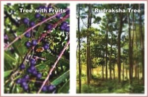 Rudraksha and Its Real Truth by Alok Jagawat 2 Rudraksha and Its Real Truth 2