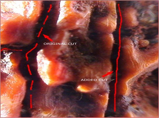 Rudraksha and Its Real Truth by Alok Jagawat 29 Rudraksha and Its Real Truth 29