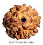 Rudraksha and Its Real Truth by Alok Jagawat 31 Rudraksha and Its Real Truth 31