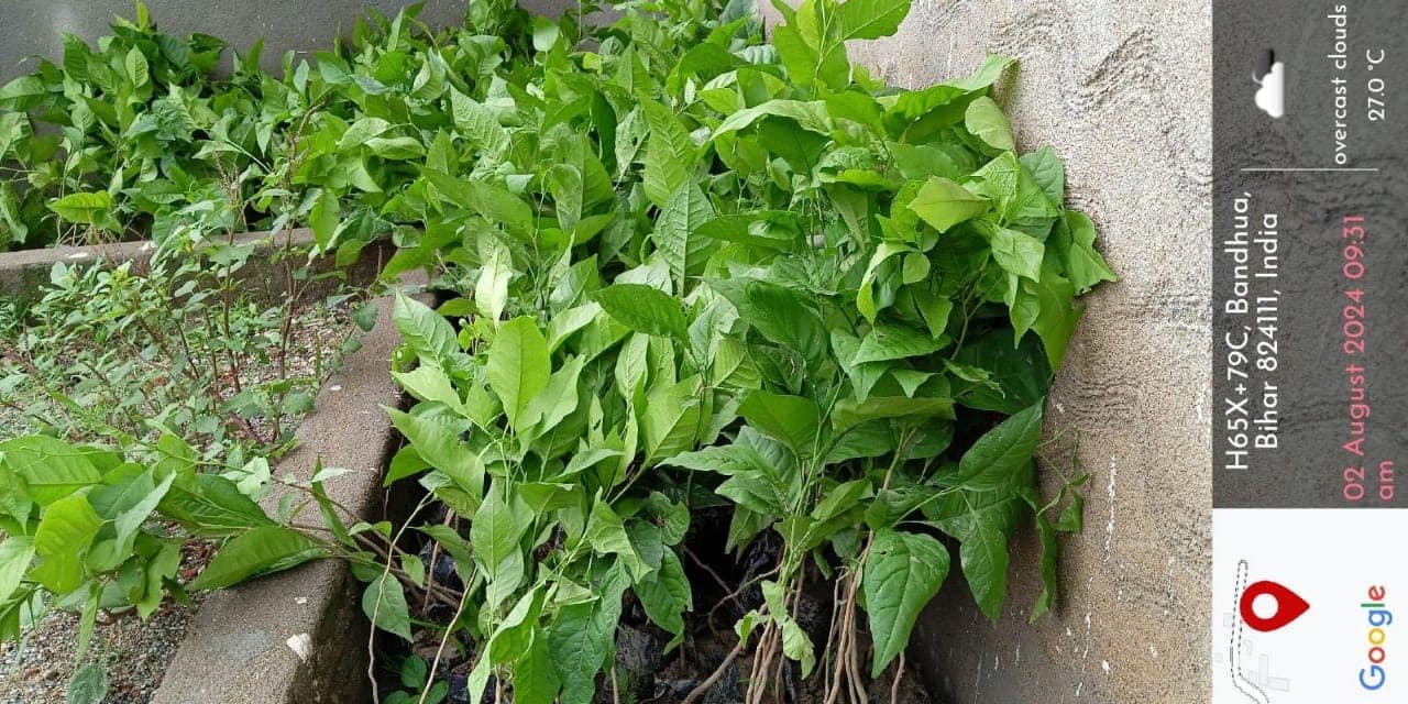 1008 Bilva Tree - Surya Mandir Aurangabad 017